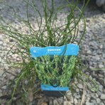 Sitina rozložitá ´SPIRALIS´ (Juncus effusus) - výška 10-20 cm, kont. P9